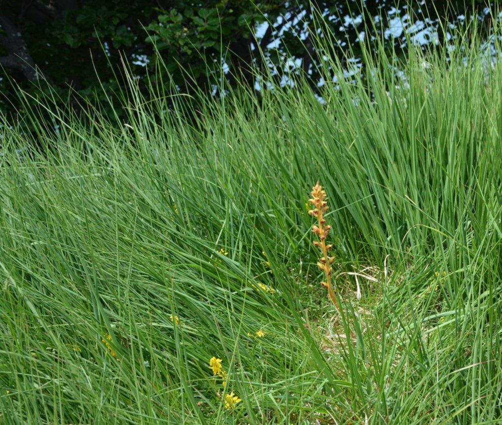 Quale Orobanche?